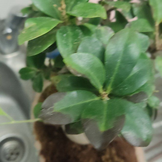 Photo of the plant species Sky Pencil Holly by @BossTearose70 named Kendall on Greg, the plant care app