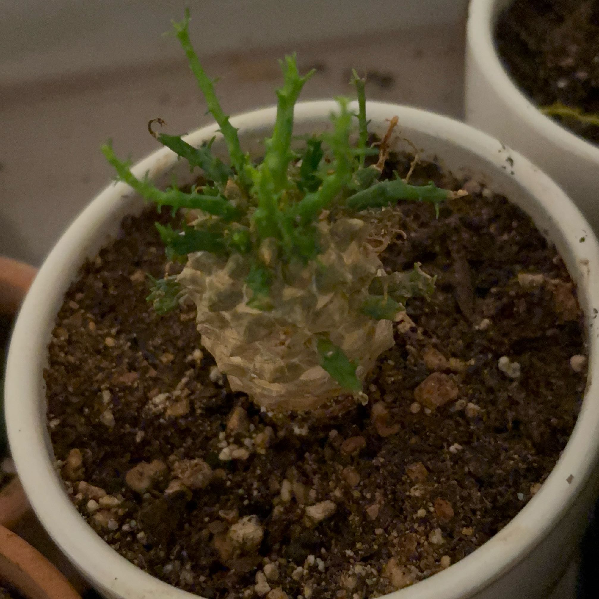 Photo of the plant species Euphorbia inermis by @RadFreesia34 named Bieber on Greg, the plant care app