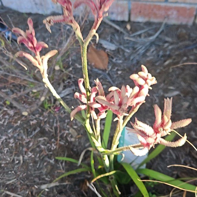 Photo of the plant species Kangaroo Paw 'Bush Pearl' by @WarmPyrethrum99 named Kesha on Greg, the plant care app