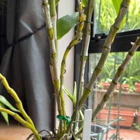 Photo of the plant species Dendrobium 'Yukidaruma The King' by @ExemplaryMint19 named Dendrobium Yukidarama on Greg, the plant care app