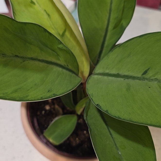 Photo of the plant species Homalomena 'Selby' by @RivahZen named Mando on Greg, the plant care app