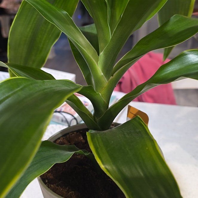 Photo of the plant species Dracena by @RivahZen named Sage on Greg, the plant care app