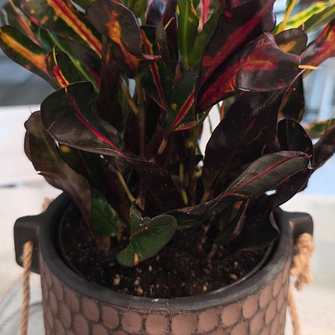 Photo of the plant species Mammy Croton by @RivahZen named da Vinci on Greg, the plant care app
