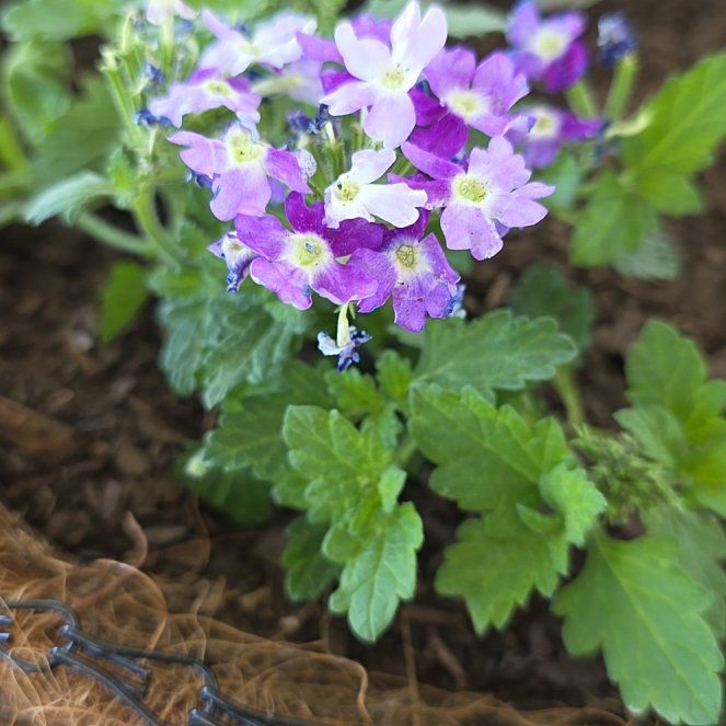 Photo of the plant species Goodding's Verbena by @RivahZen named Orlando Bloom on Greg, the plant care app