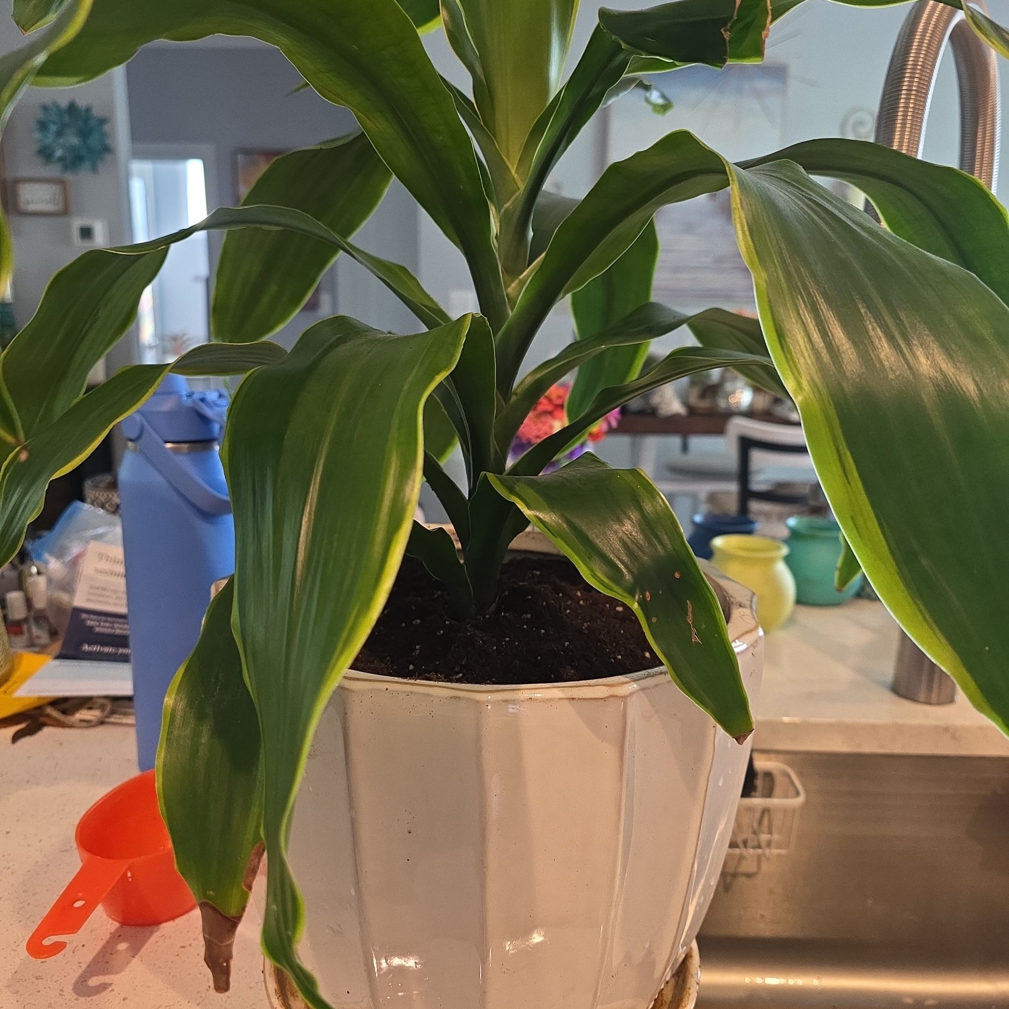 Photo of the plant species Dracena by @RivahZen named Sage on Greg, the plant care app