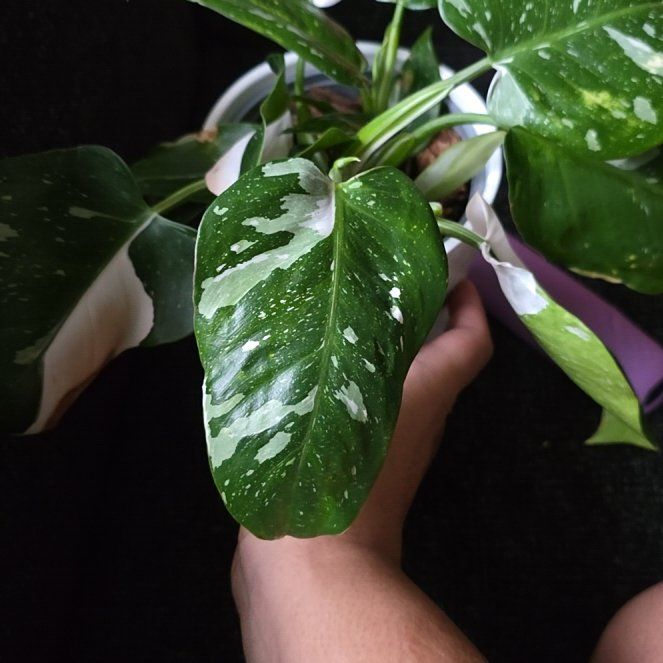 Photo of the plant species White Wizard by @RobustTutu80 named Mochi on Greg, the plant care app