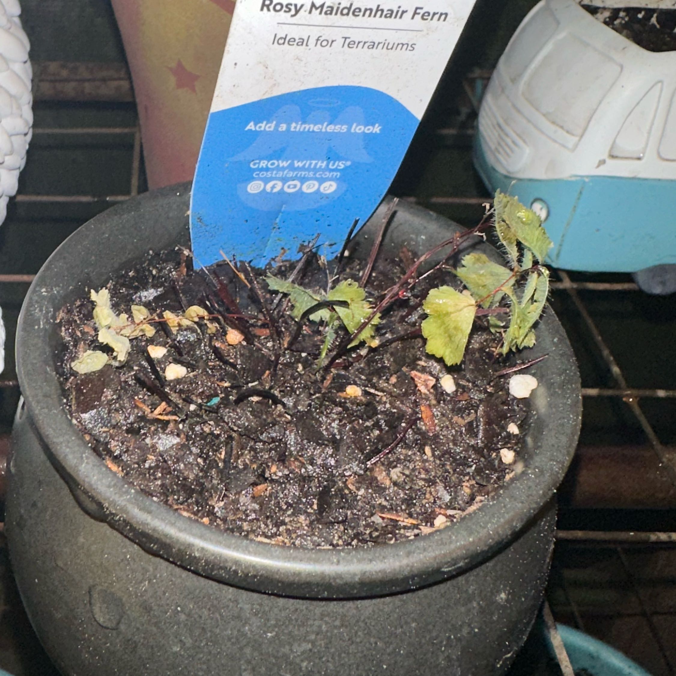 Photo of the plant species Rosy Maidenhair Fern by @RefinedOcotillo named Athena on Greg, the plant care app