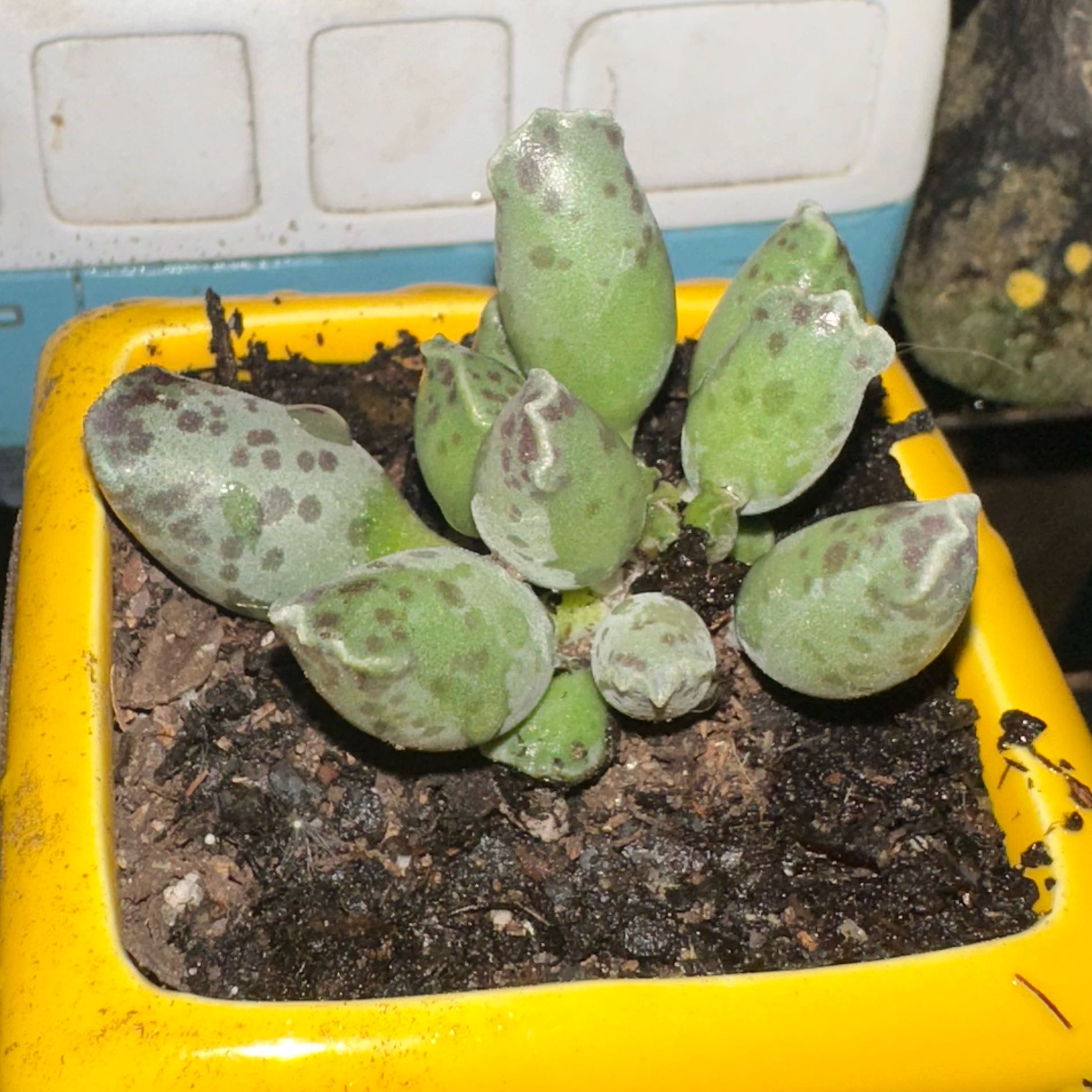 Photo of the plant species Plover Eggs Plant by @RefinedOcotillo named Sahara on Greg, the plant care app