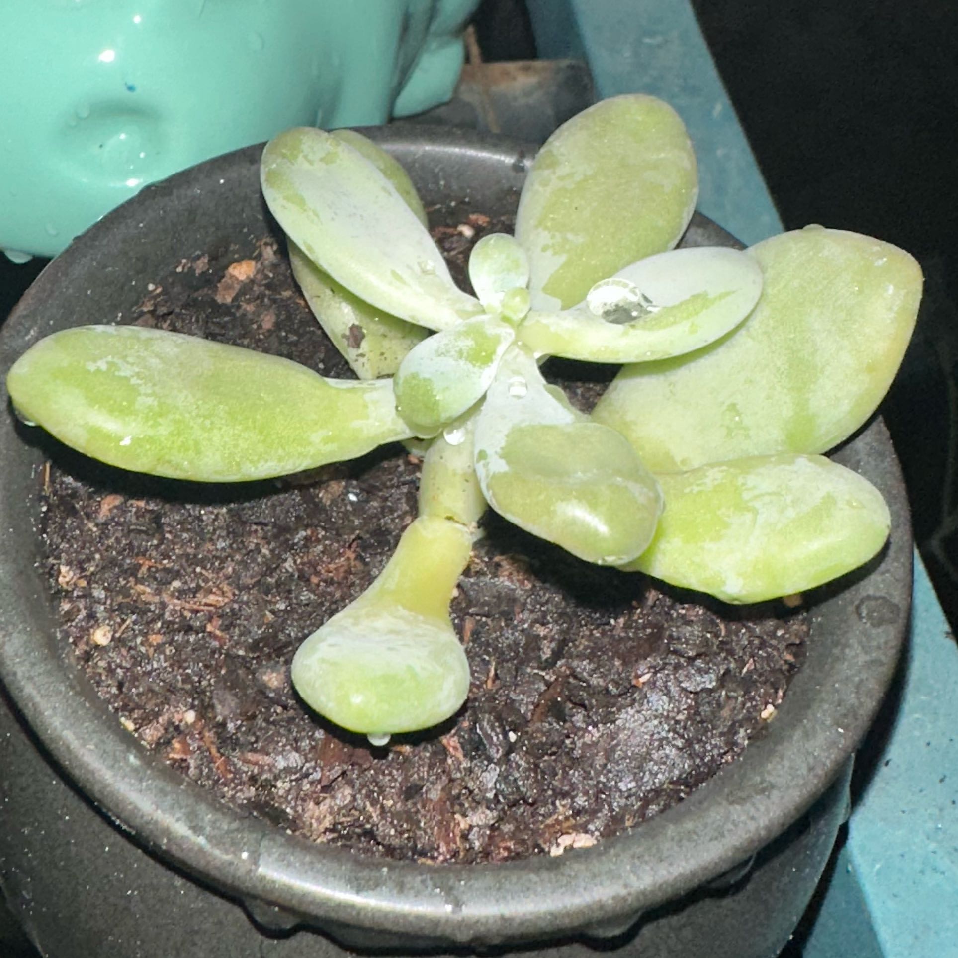Photo of the plant species Pachyphytum longifolium by @RefinedOcotillo named Bruce Lee on Greg, the plant care app