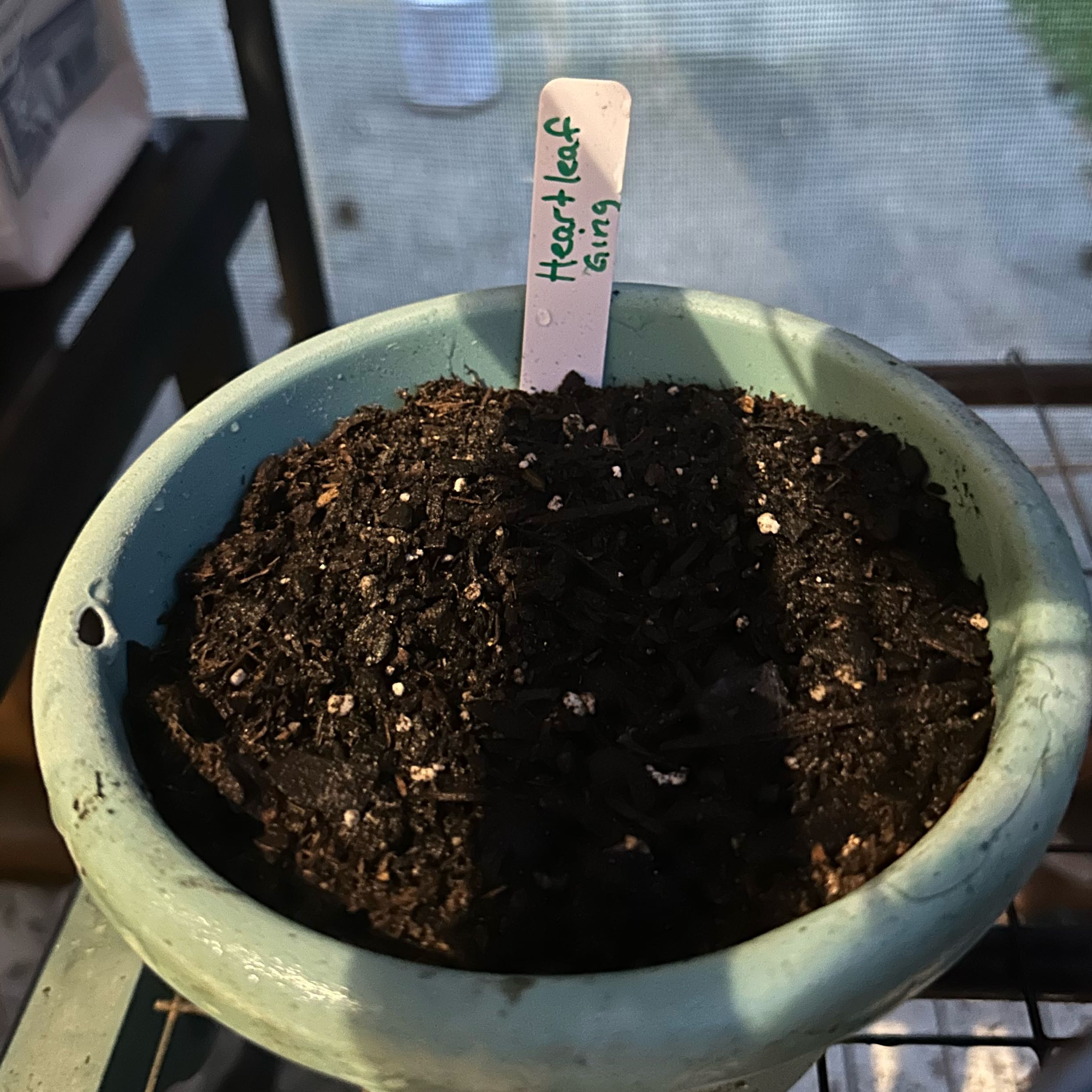 Photo of the plant species Virginia Heartleaf by @RefinedOcotillo named Aristotle on Greg, the plant care app