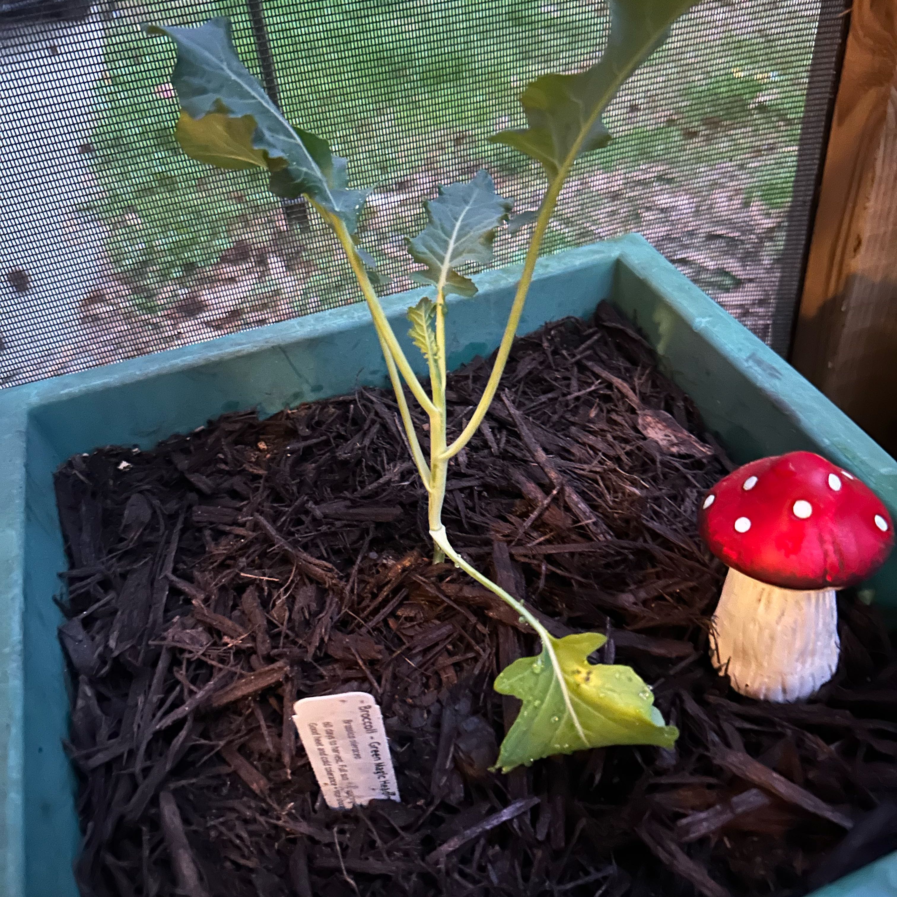 Photo of the plant species Broccoli 'Green Magic' by @RefinedOcotillo named Kobe on Greg, the plant care app