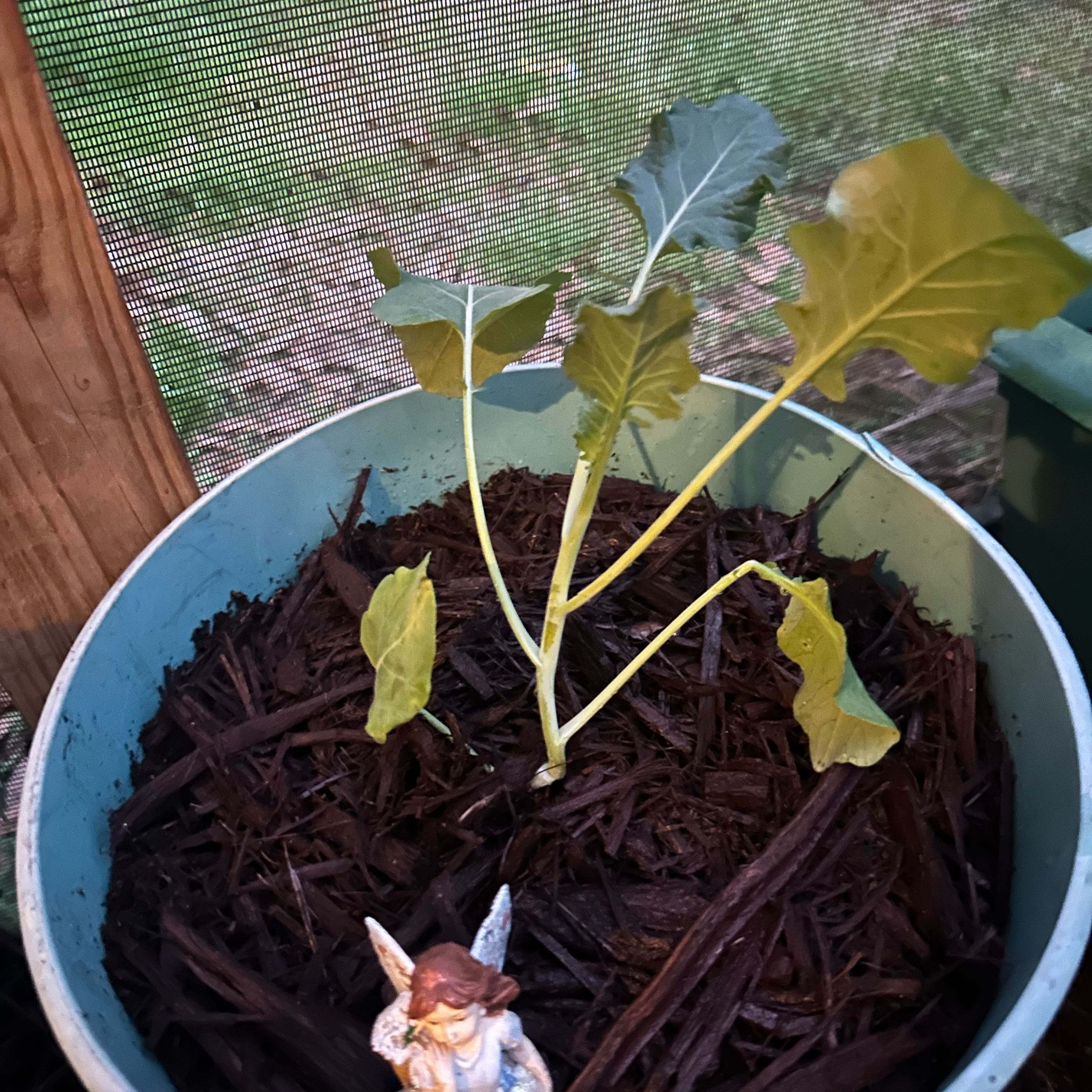 Photo of the plant species Broccoli 'Green Magic' by @RefinedOcotillo named Beyonce on Greg, the plant care app