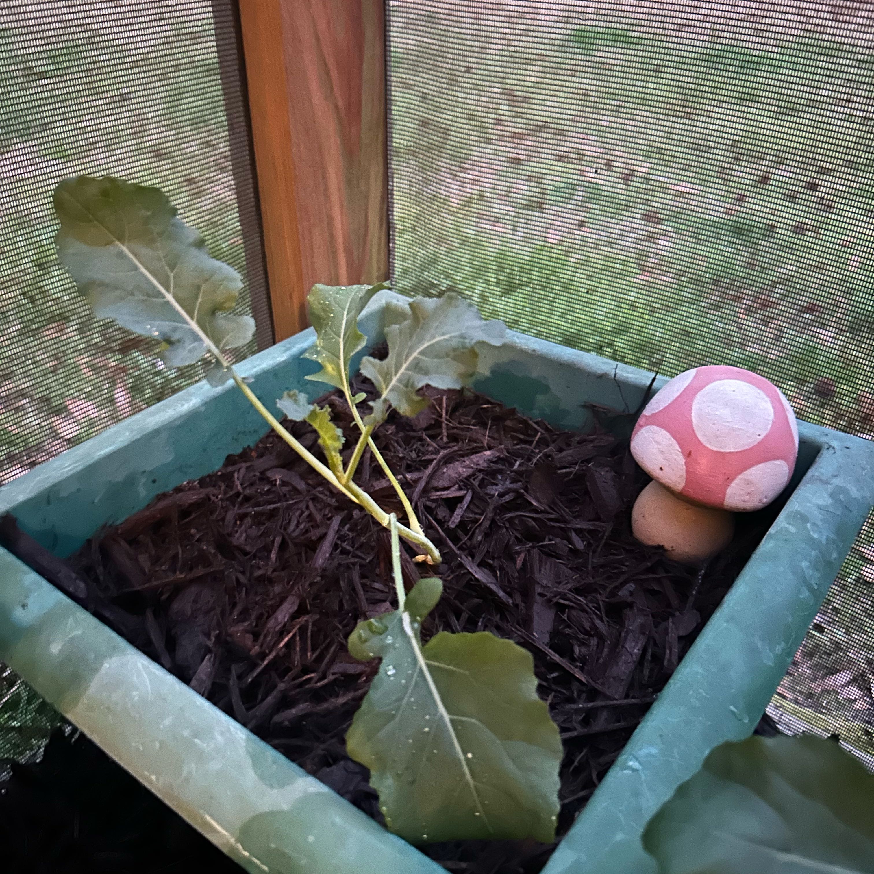 Photo of the plant species Broccoli 'Green Magic' by @RefinedOcotillo named Surya on Greg, the plant care app