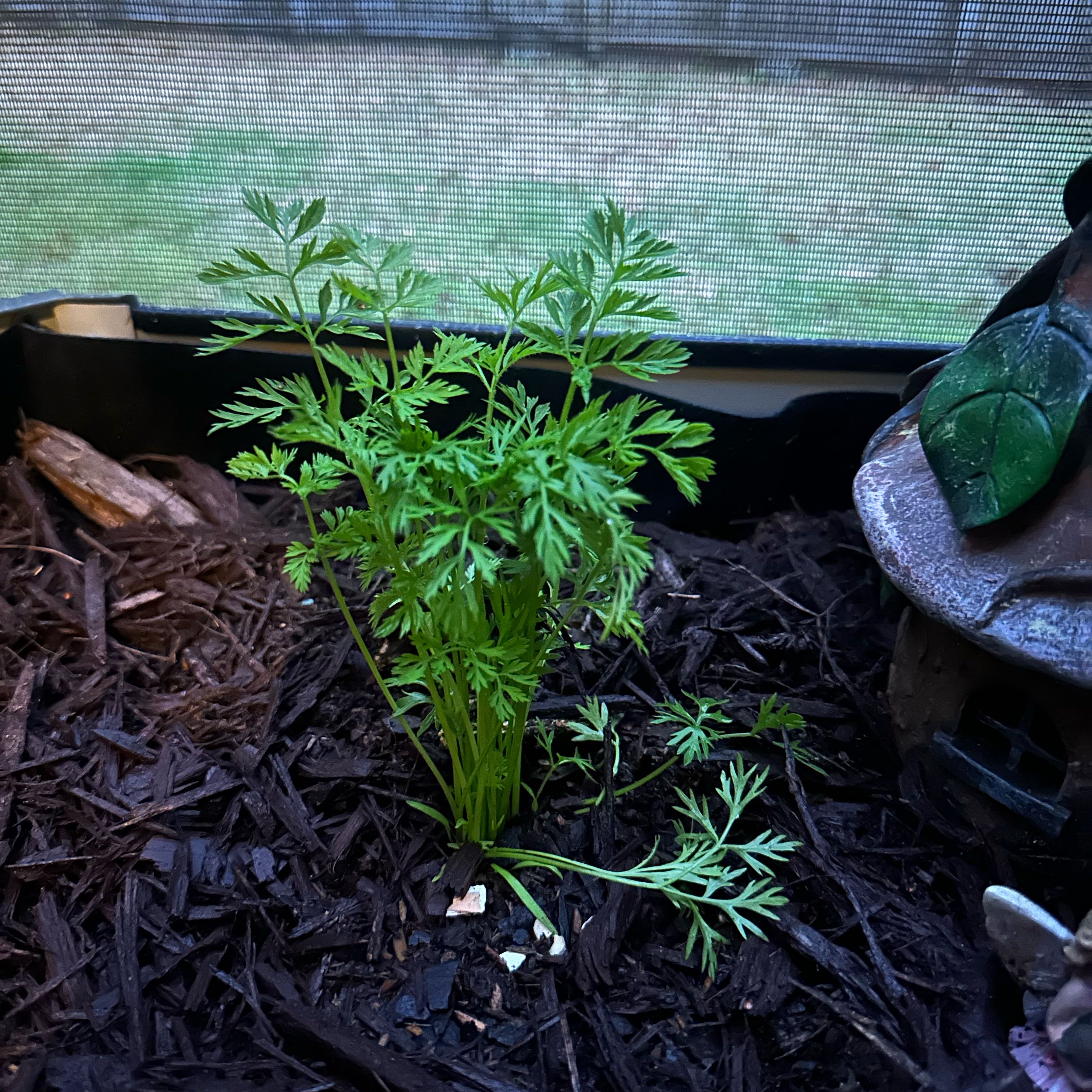 Photo of the plant species Orange Carrot by @RefinedOcotillo named Gates on Greg, the plant care app