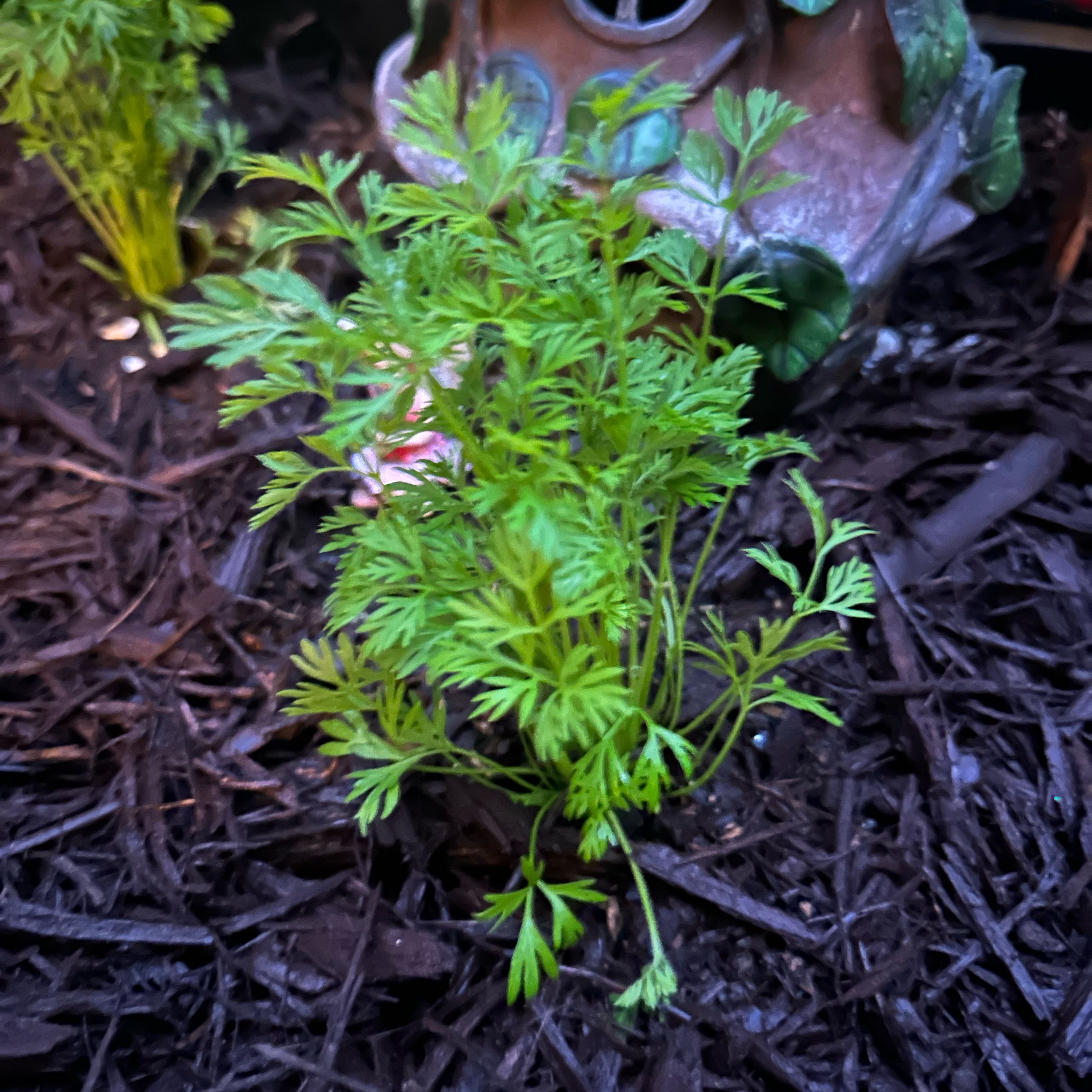 Photo of the plant species Orange Carrot by @RefinedOcotillo named Peter Parker on Greg, the plant care app