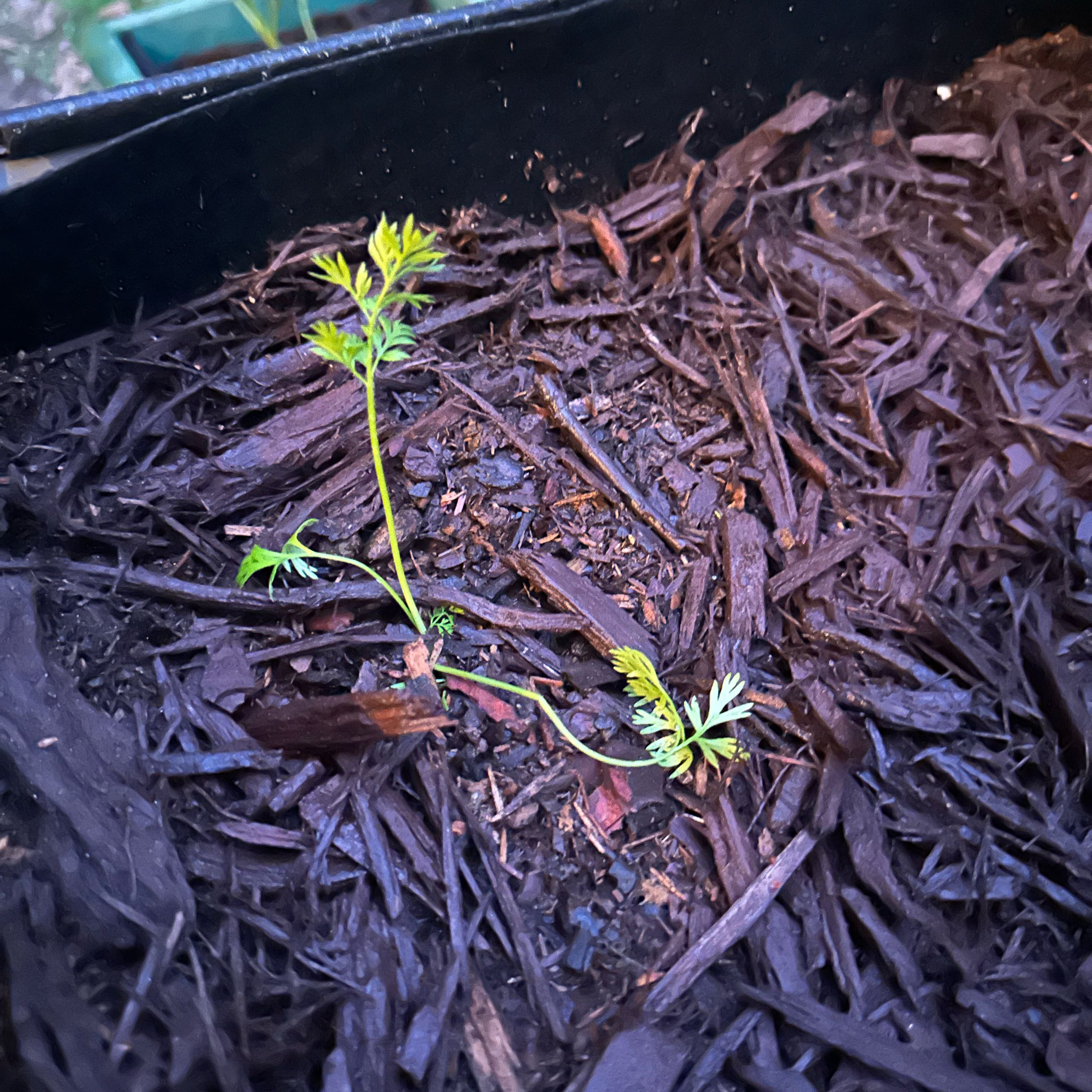 Photo of the plant species Orange Carrot by @RefinedOcotillo named Rosa on Greg, the plant care app