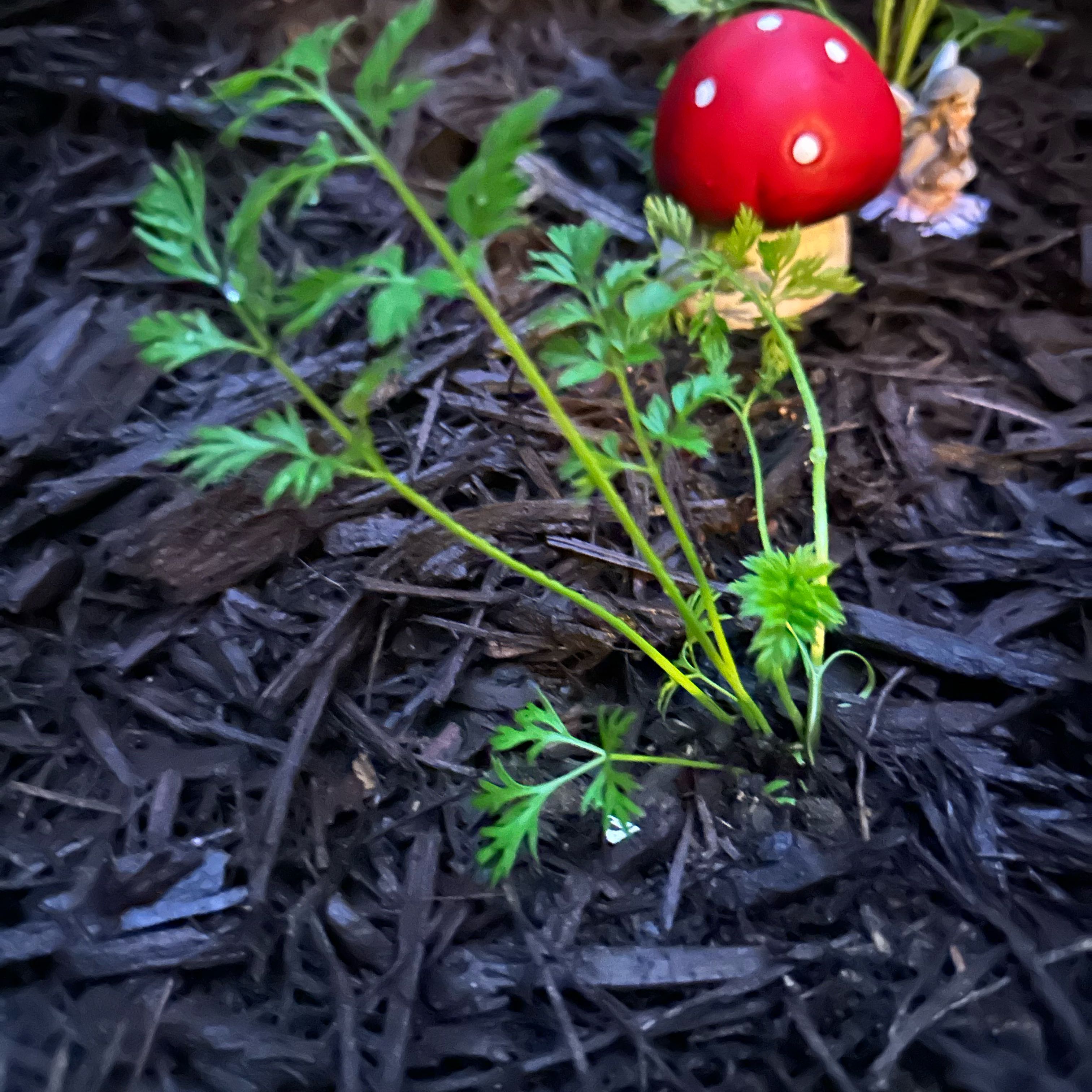 Photo of the plant species Orange Carrot by @RefinedOcotillo named Prince on Greg, the plant care app