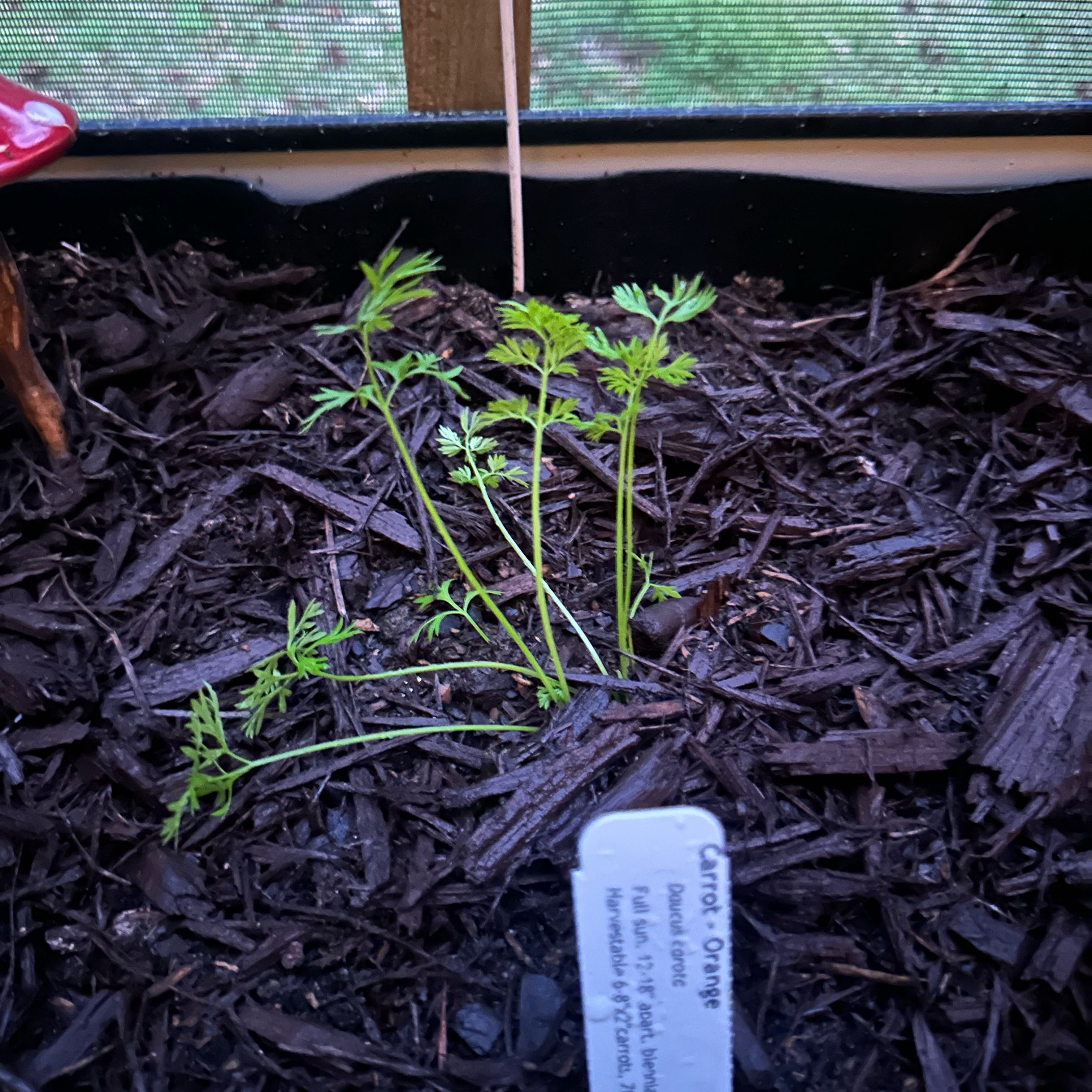 Photo of the plant species Orange Carrot by @RefinedOcotillo named Harry on Greg, the plant care app