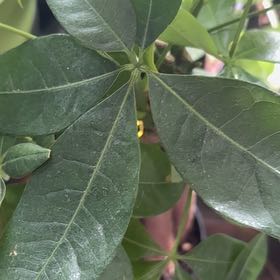 Photo of the plant species Hop Tree by @WorldlyPokaka93 named Harper on Greg, the plant care app