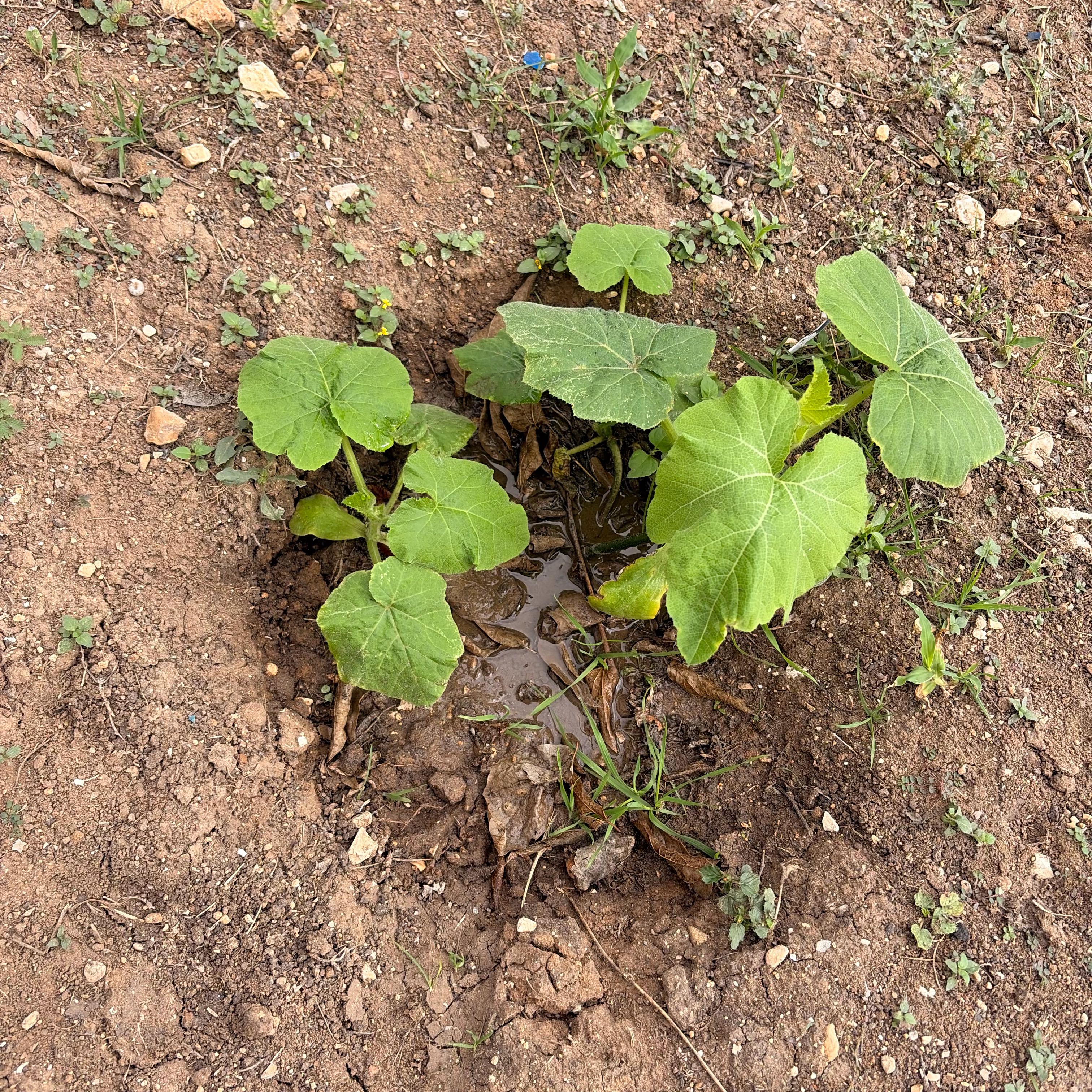 Photo of the plant species Pumpkin by @SmoothStomatium named Achilles on Greg, the plant care app