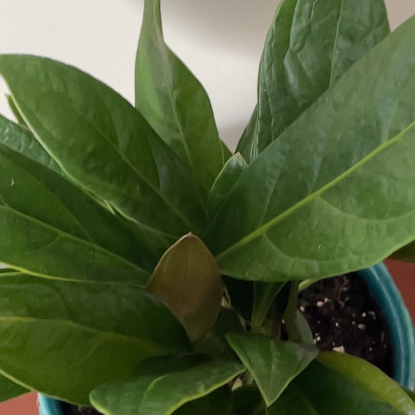 Photo of the plant species Anthurium Cobra by @FabBlueech72 named Figyonce on Greg, the plant care app