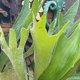 Photo of the plant species Staghorn Fern by @CleanTurmeric92 named Terra on Greg, the plant care app