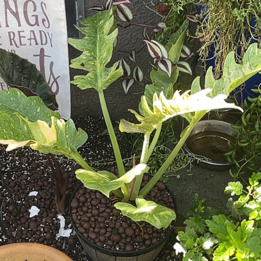 Photo of the plant species Philodendron Princess by @CleanTurmeric92 named Rihanna on Greg, the plant care app