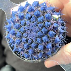 Photo of the plant species Kosmik Kaktus Asst. by @QueenGuasca10 named Sir Plancelot on Greg, the plant care app