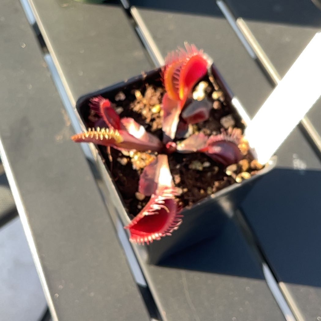 Photo of the plant species Venus Flytrap 'Akai Ryu' by @WholeBluebean67 named Curie on Greg, the plant care app