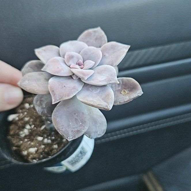 Photo of the plant species Beautiful Graptopetalum by @SirDionysos50 named Aria on Greg, the plant care app