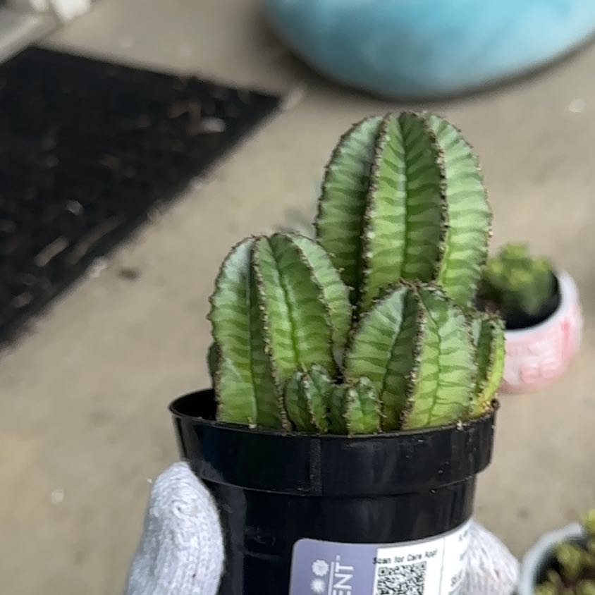 Photo of the plant species Succulent by @GenteelClusia9 named Athena on Greg, the plant care app