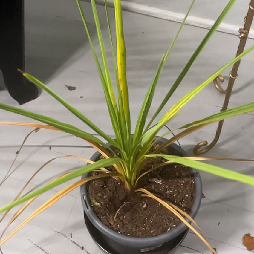 Photo of the plant species Earth Almond by @Kellypistachio named Kesha on Greg, the plant care app