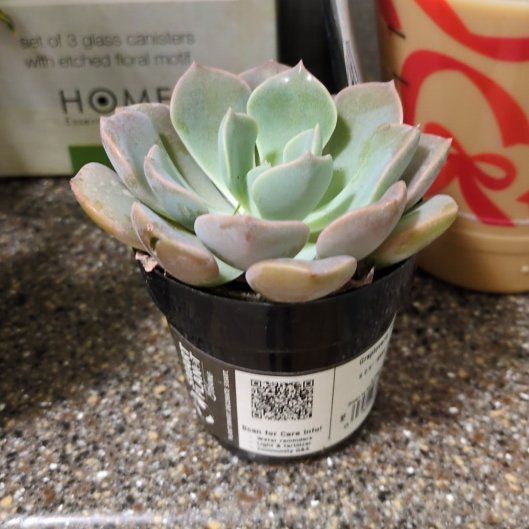 Photo of the plant species Graptoveria 'Francesca' by @DynamicBaibua74 named Tinny on Greg, the plant care app
