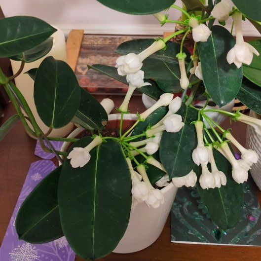 Photo of the plant species Jasmine by @DynamicBaibua74 named Luz on Greg, the plant care app