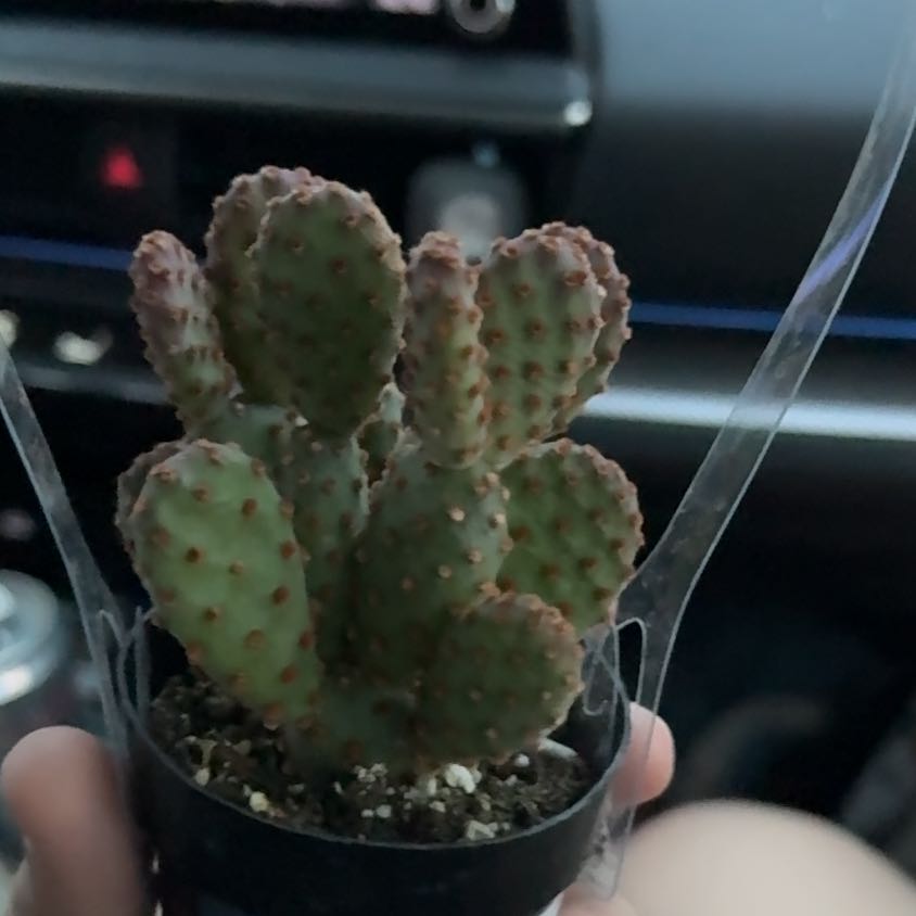 Photo of the plant species Blind Prickly Pear by @ForcefulNoni99 named Marilyn on Greg, the plant care app