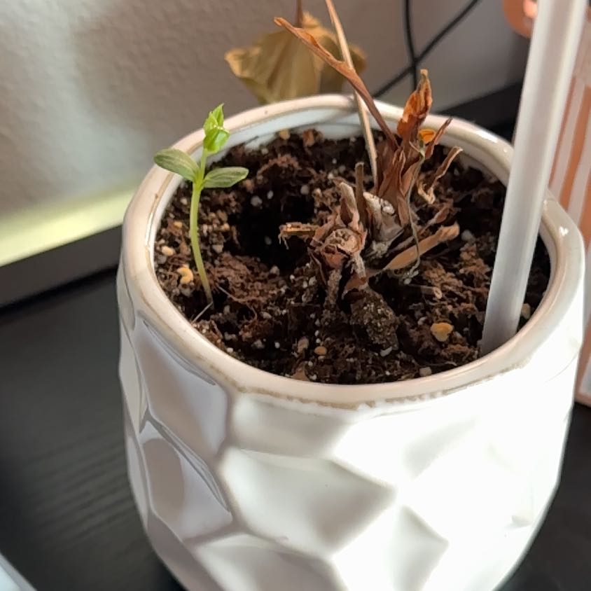 Photo of the plant species Fuji Apple by @SoulmateKale1 named Elina on Greg, the plant care app