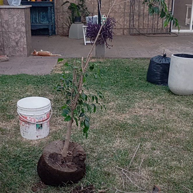Photo of the plant species Octopus Tree by @PeakFlatpea59 named Fernie Mac on Greg, the plant care app