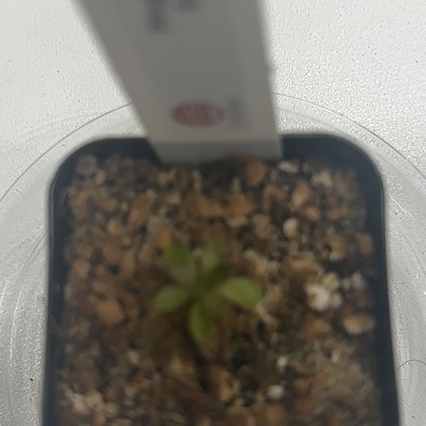 Photo of the plant species pinguicula estrellita by @SprightlyTupeia named ChloroPhil on Greg, the plant care app