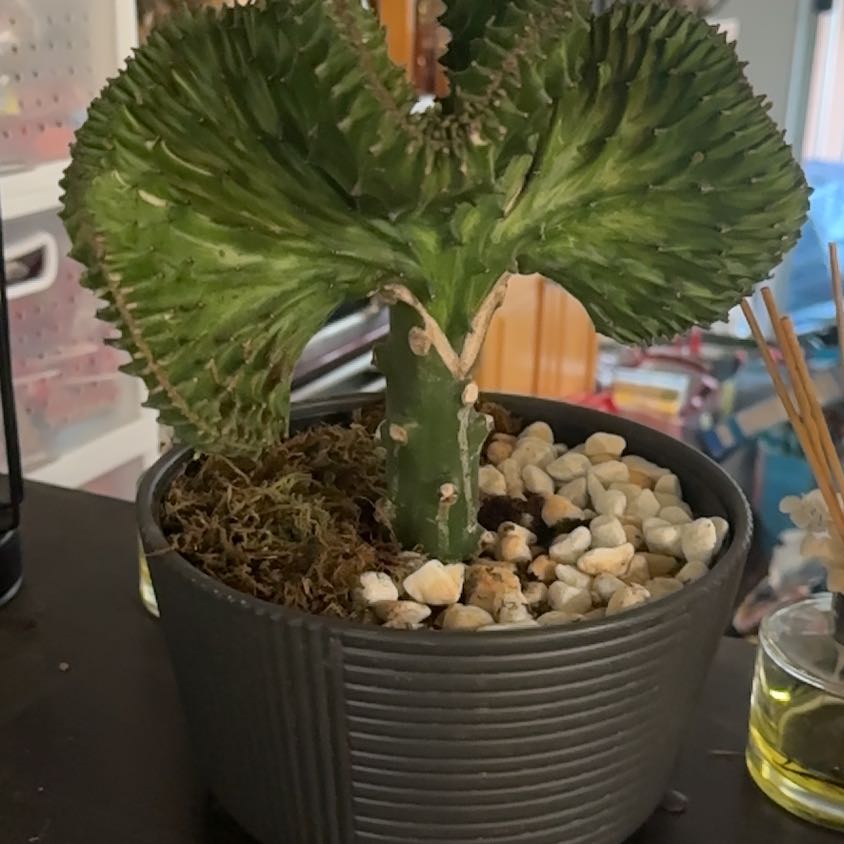 Photo of the plant species Coral Cactus by @WiseLoquat79 named James Dean on Greg, the plant care app