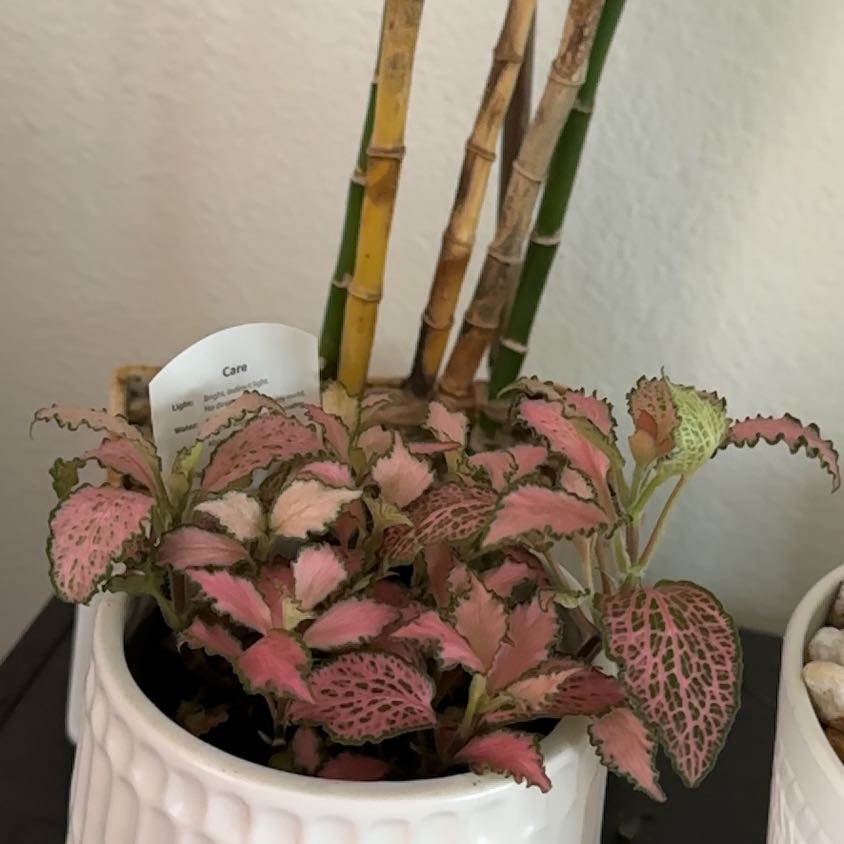 Photo of the plant species Fittonia by @WiseLoquat79 named Apollo on Greg, the plant care app