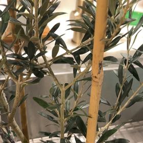 Photo of the plant species Olive Tree by @GivingPlanty23 named Kobe on Greg, the plant care app