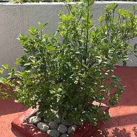 Photo of the plant species calamondin tree by @SirTamarind56 named Calamansi West on Greg, the plant care app