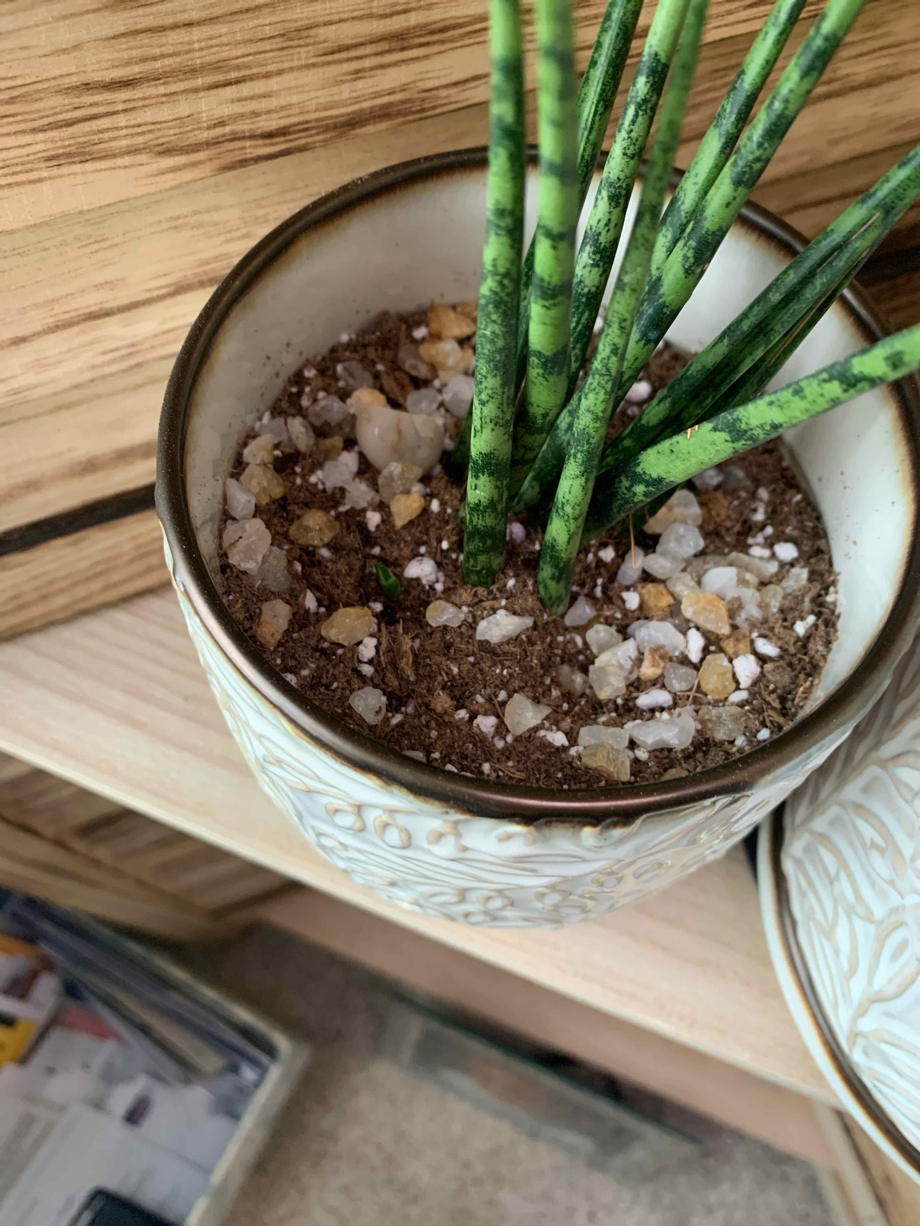 Dracaena 'Mikado' plant in a decorative pot with visible soil and pebbles.