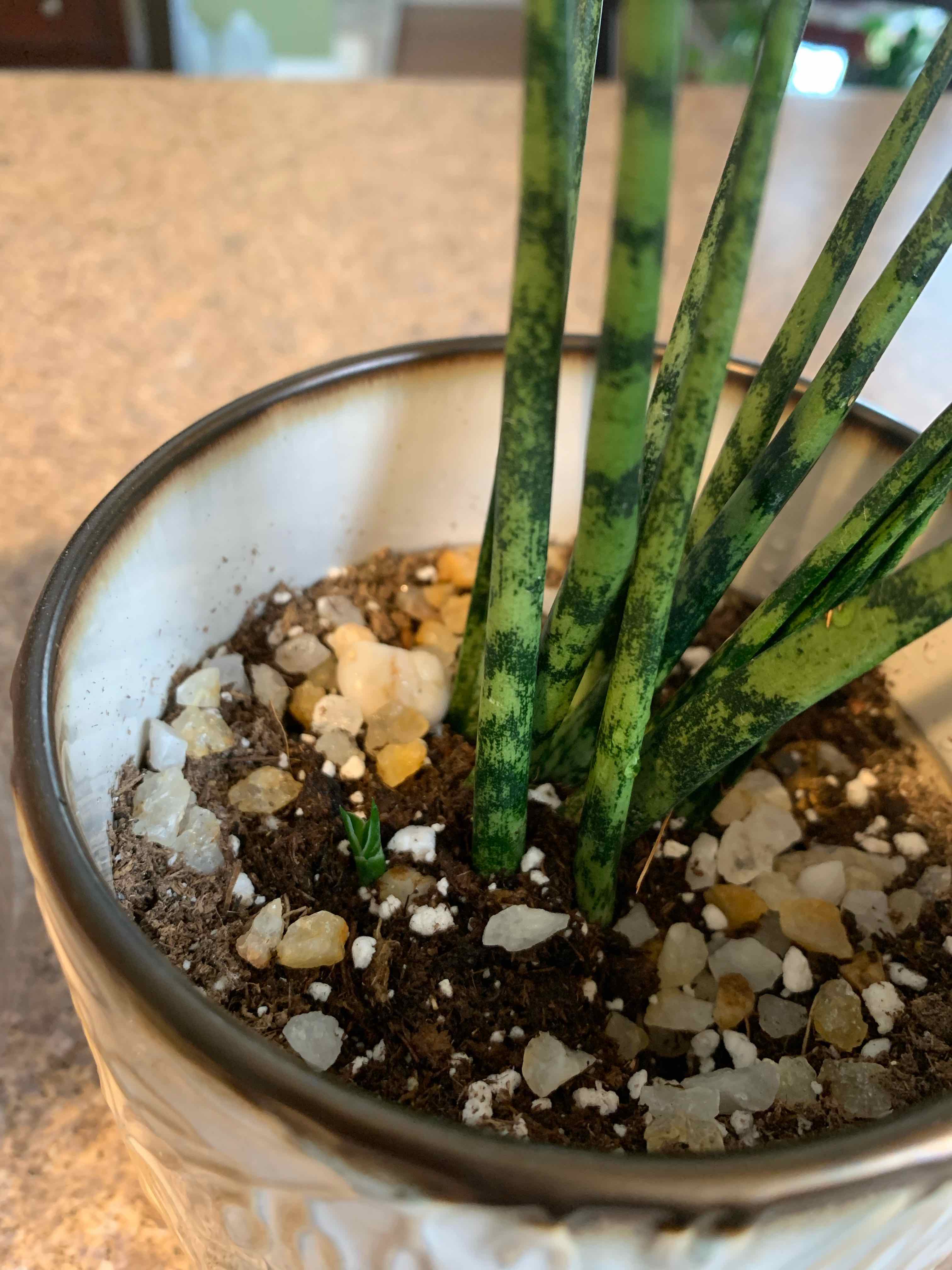Dracaena 'Mikado' plant in a pot with visible soil and decorative stones.