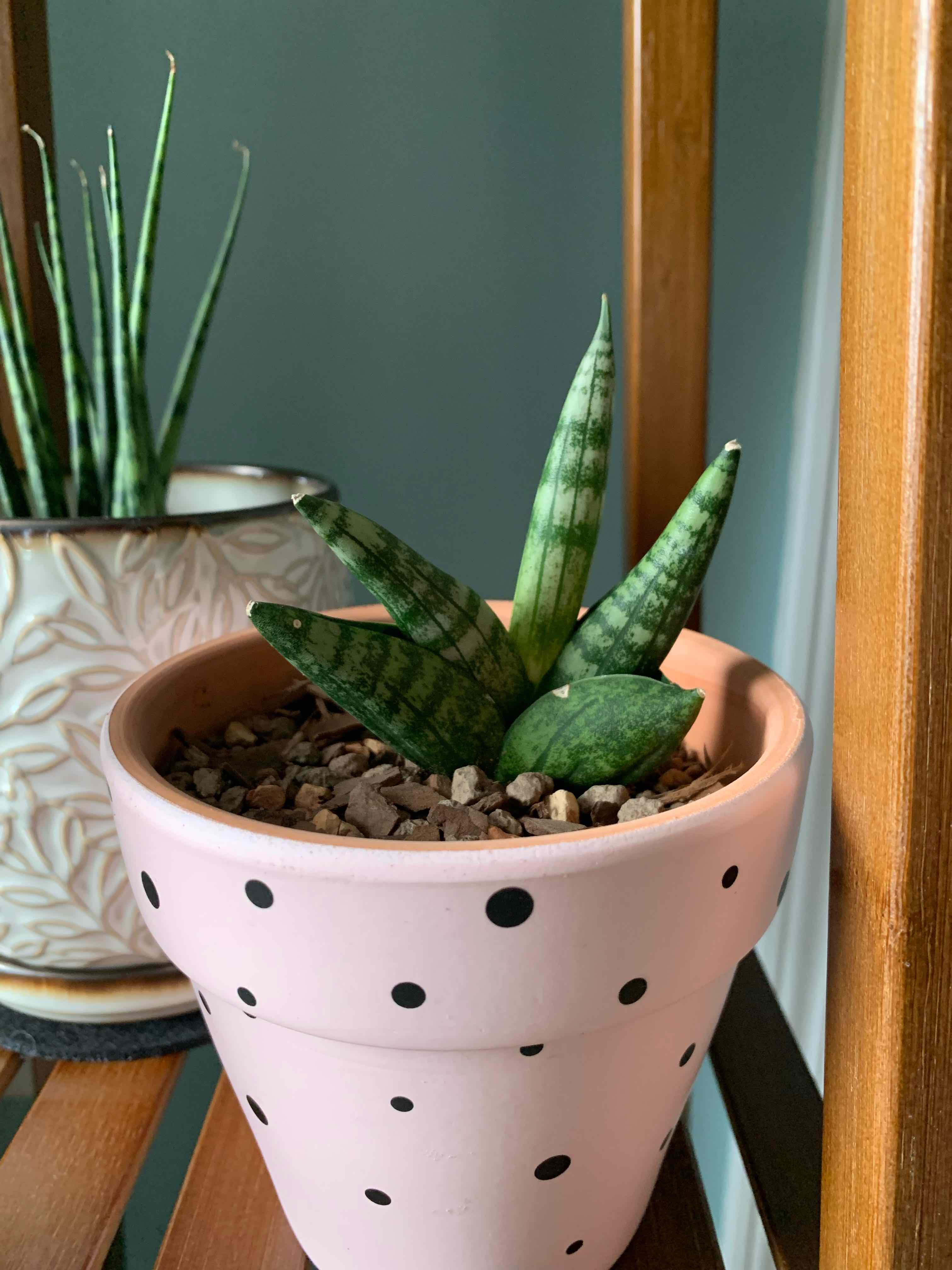 Starfish Snake Plant in a pink pot with black polka dots, another plant in the background.