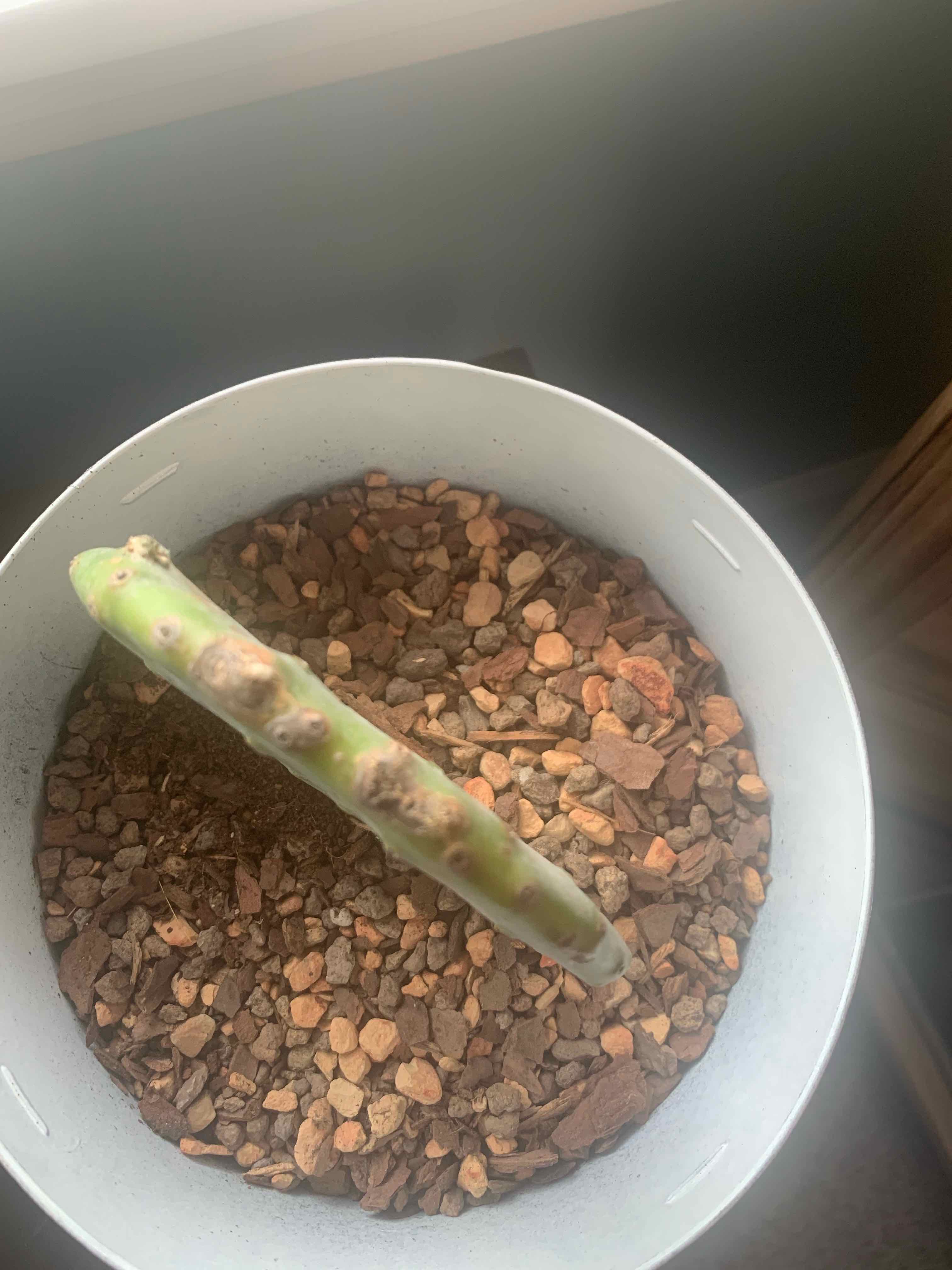 Smooth Prickly Pear plant in a pot with rocky soil, showing browning and black spots on the stem.