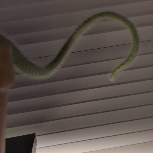 Photo of the plant species Monkey Tail Cactus by @QuickAnacua45 named Elle on Greg, the plant care app