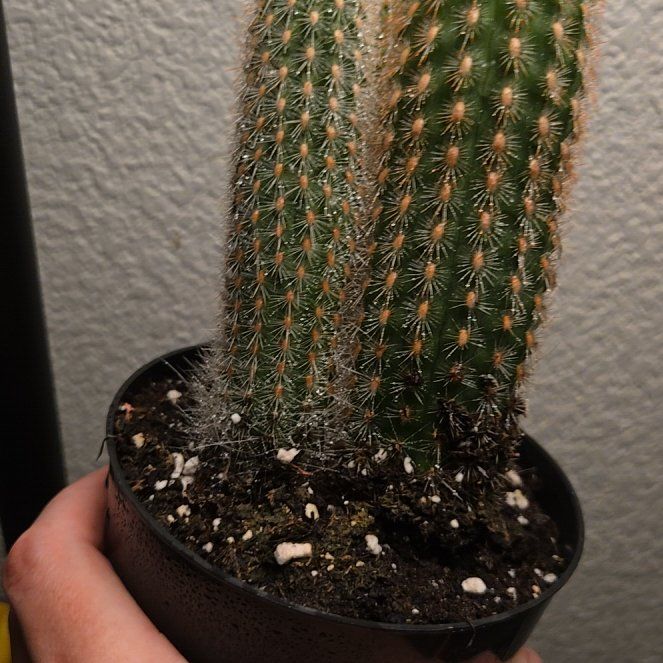Photo of the plant species Espostoa mirabilis by @ManyJuniper9 named Miley on Greg, the plant care app