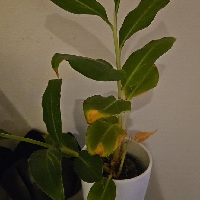 Photo of the plant species Kahili Ginger by @4Dloveofplants named Gingerbread on Greg, the plant care app