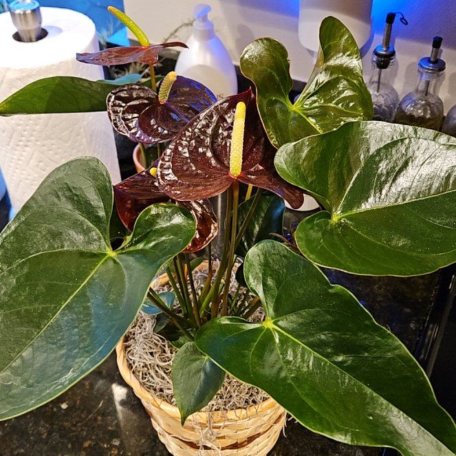 Photo of the plant species Painters Pallete black beuaty by @4Dloveofplants named Cocoa on Greg, the plant care app